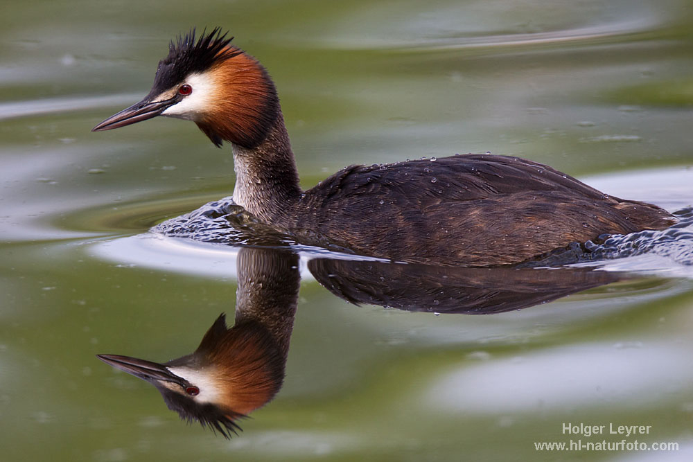 Podiceps_cristatus_0729.jpg