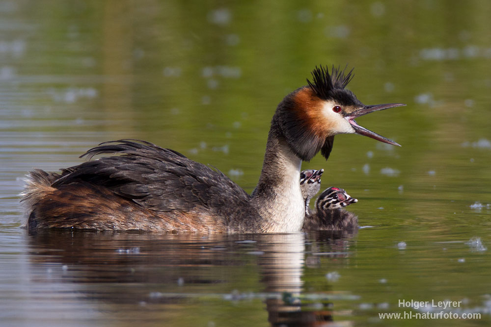 Podiceps_cristatus_0735.jpg