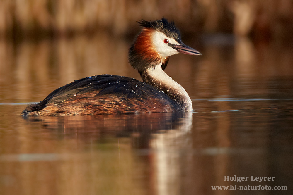 Podiceps_cristatus_0815.jpg