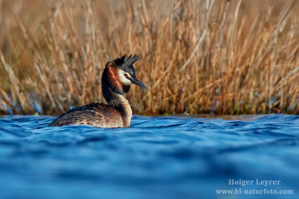 Podiceps_cristatus_0837.jpg