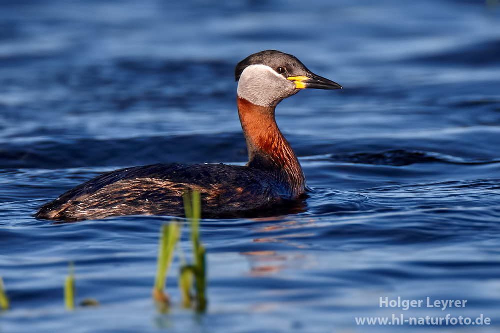 Podiceps_grisegena_0026.jpg