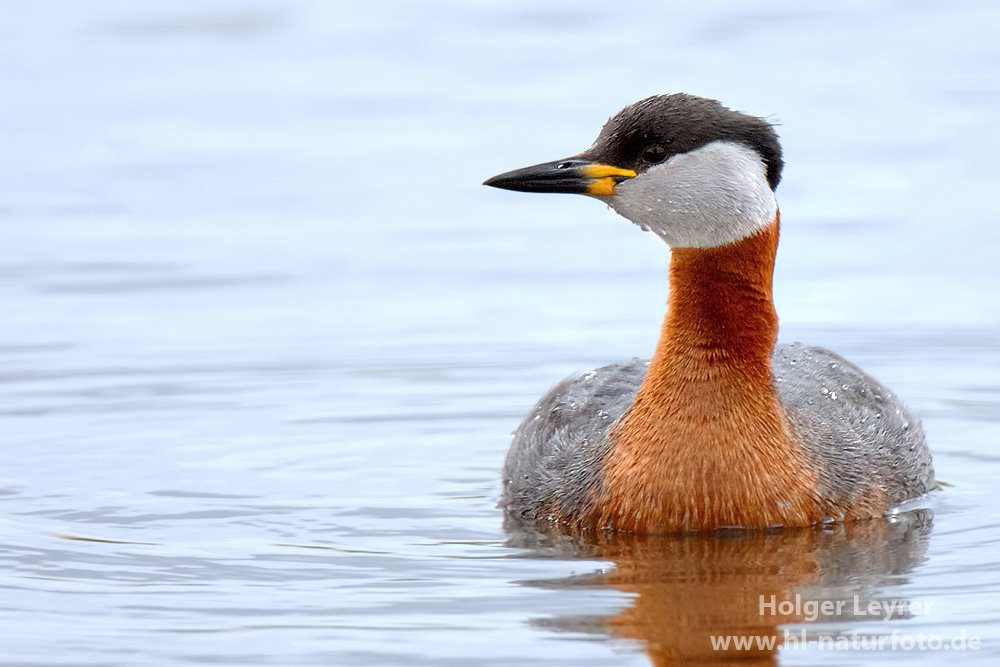 Podiceps_grisegena_0029.jpg