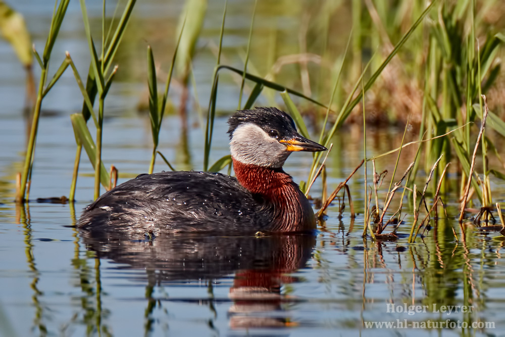 Podiceps_grisegena_0047.jpg