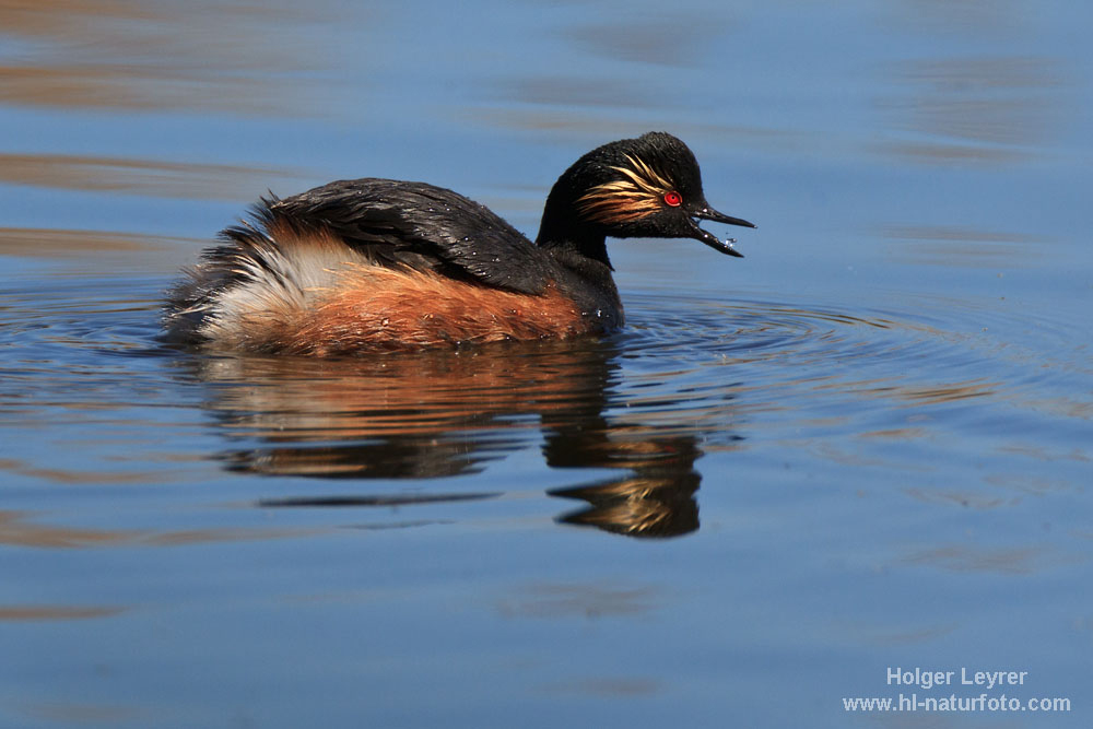 Podiceps_nigricollis_0513.jpg