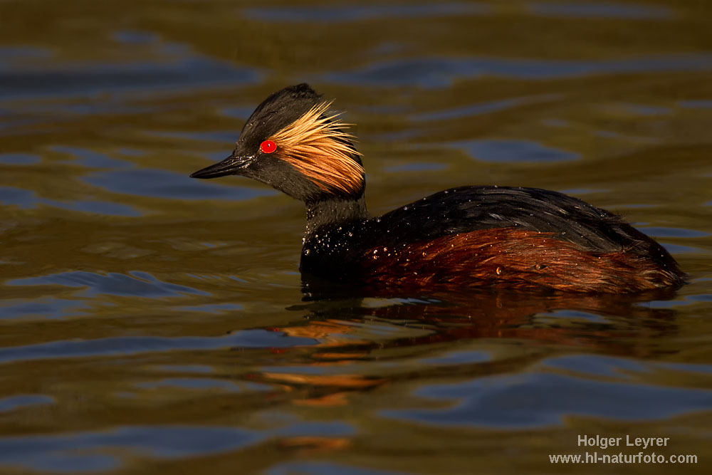 Podiceps_nigricollis_0544.jpg