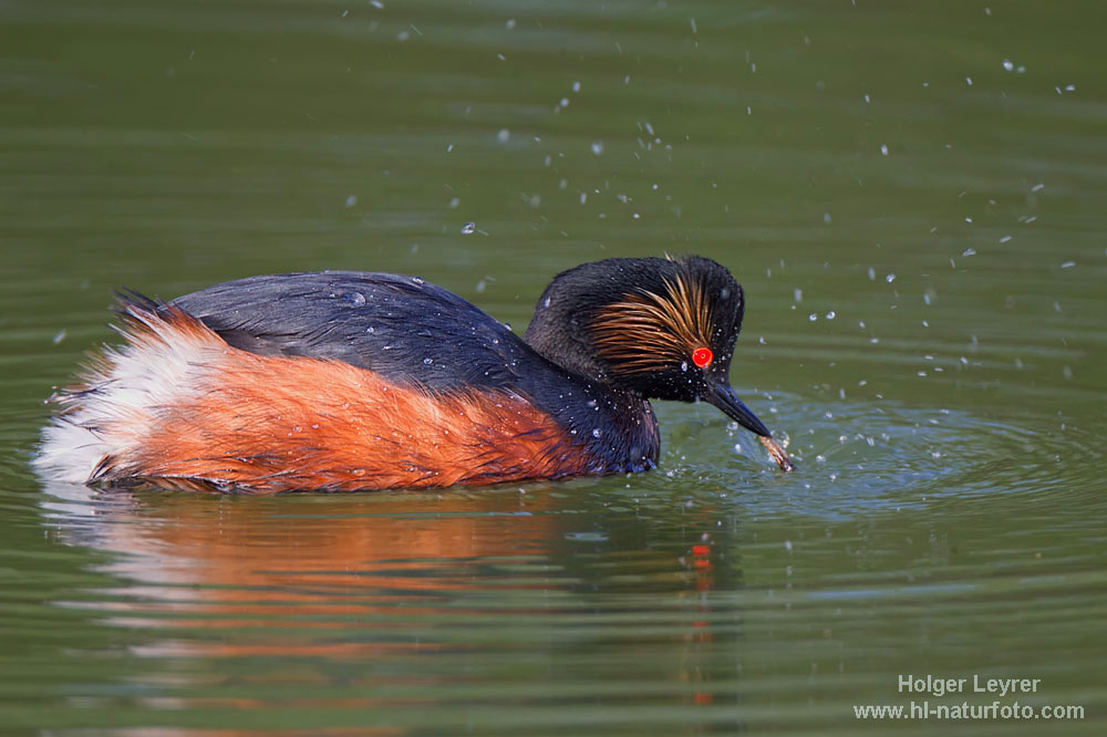 Podiceps_nigricollis_0546.jpg