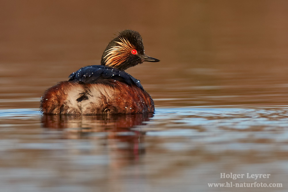 Podiceps_nigricollis_0706.jpg