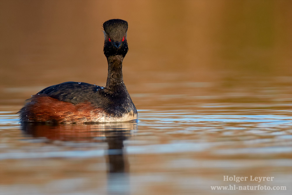 Podiceps_nigricollis_0707.jpg