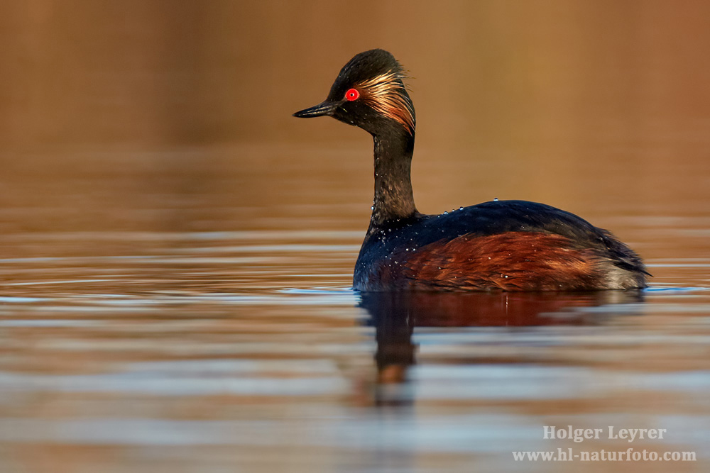 Podiceps_nigricollis_0716.jpg