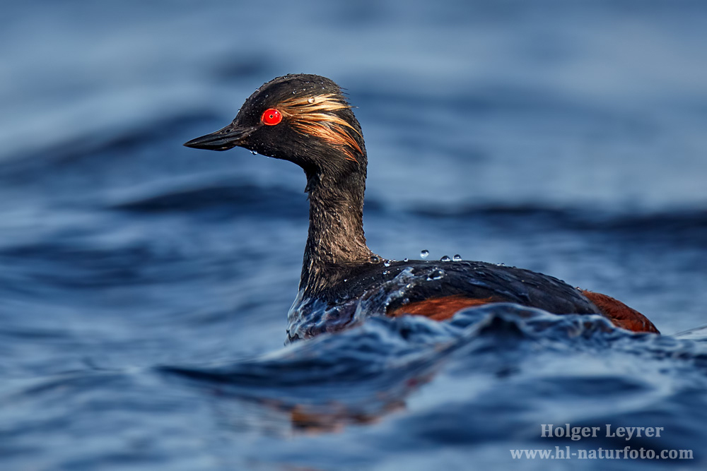 Podiceps_nigricollis_0725.jpg