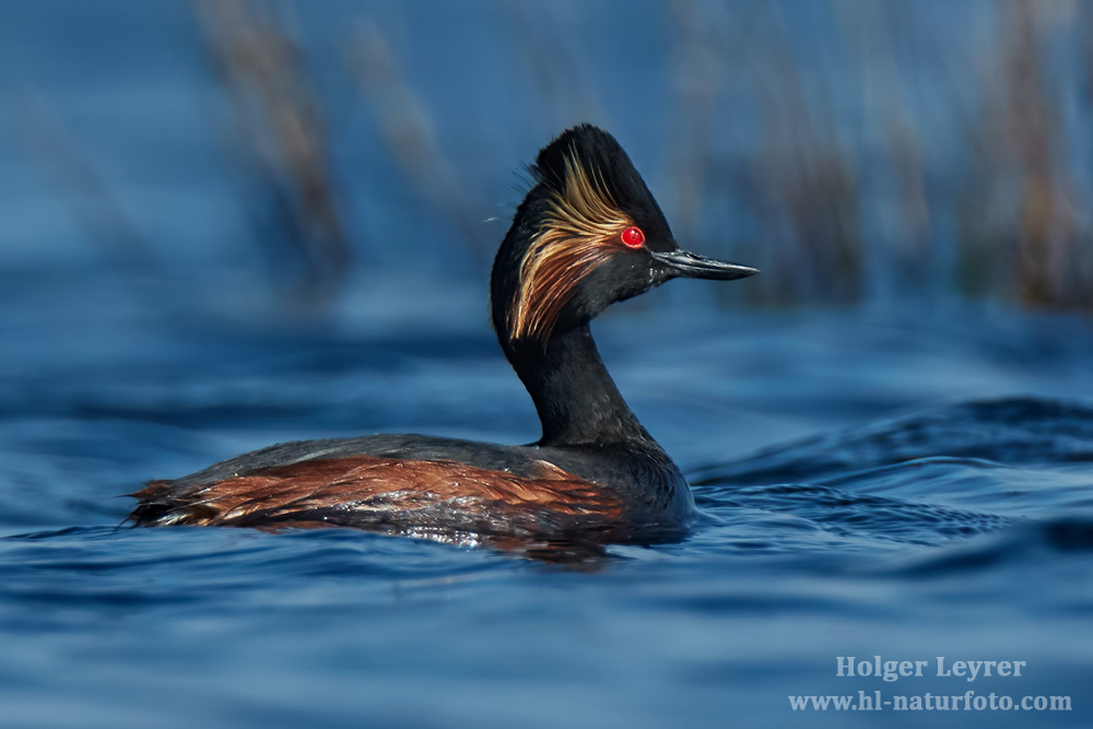 Podiceps_nigricollis_0807.jpg