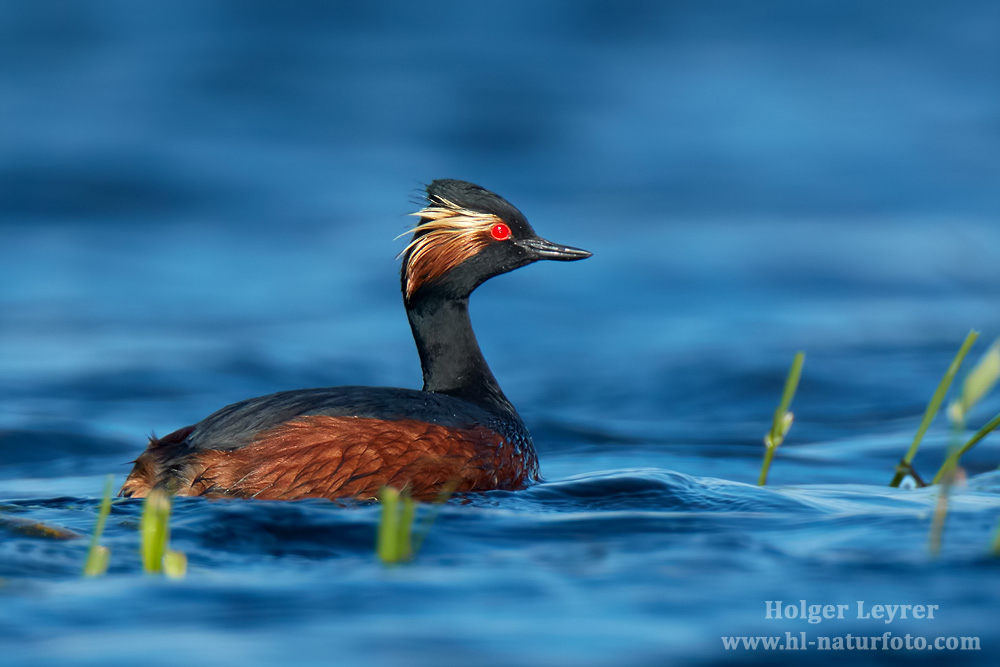 Podiceps_nigricollis_0828.jpg