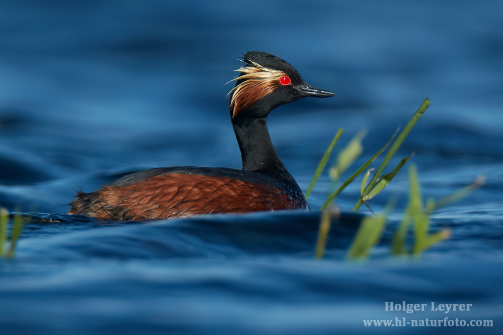 Podiceps_nigricollis_0830.jpg