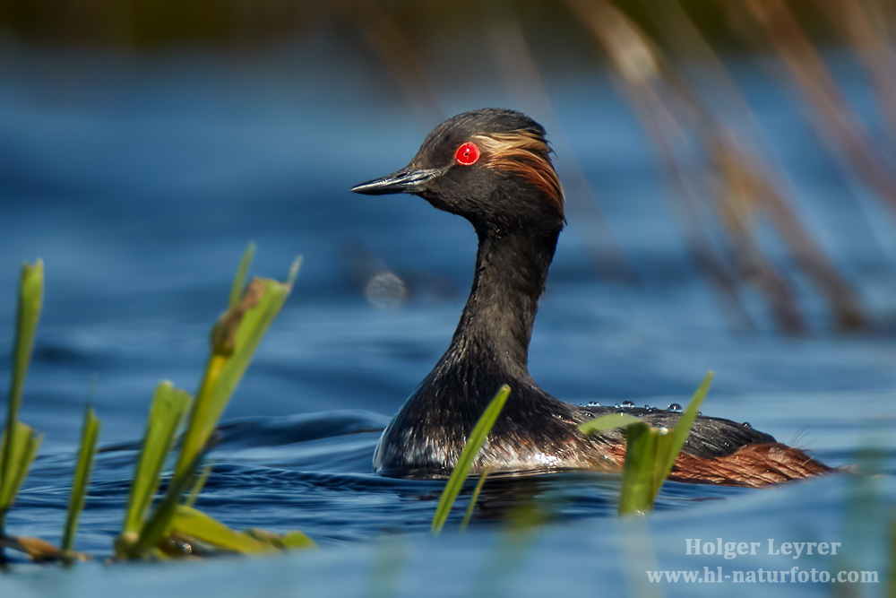 Podiceps_nigricollis_0837.jpg