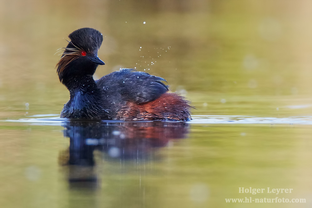 Podiceps_nigricollis_0944.jpg