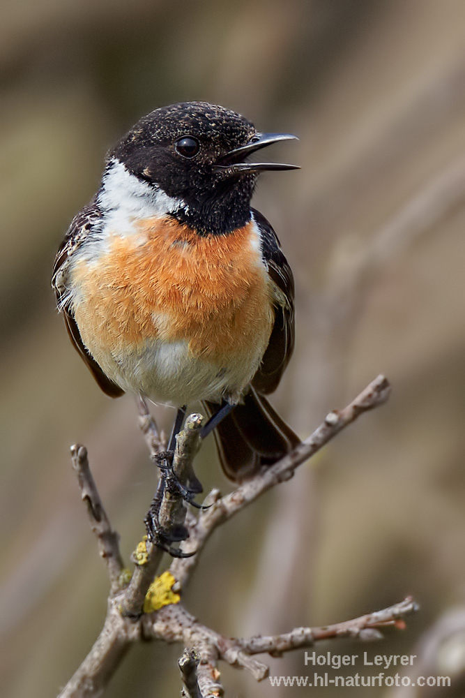 Saxicola_rubicola_0057.jpg