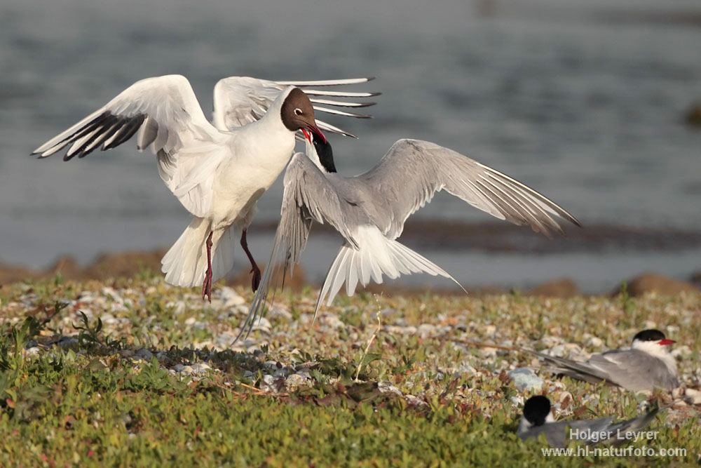 Sterna_hirundo_0229.jpg