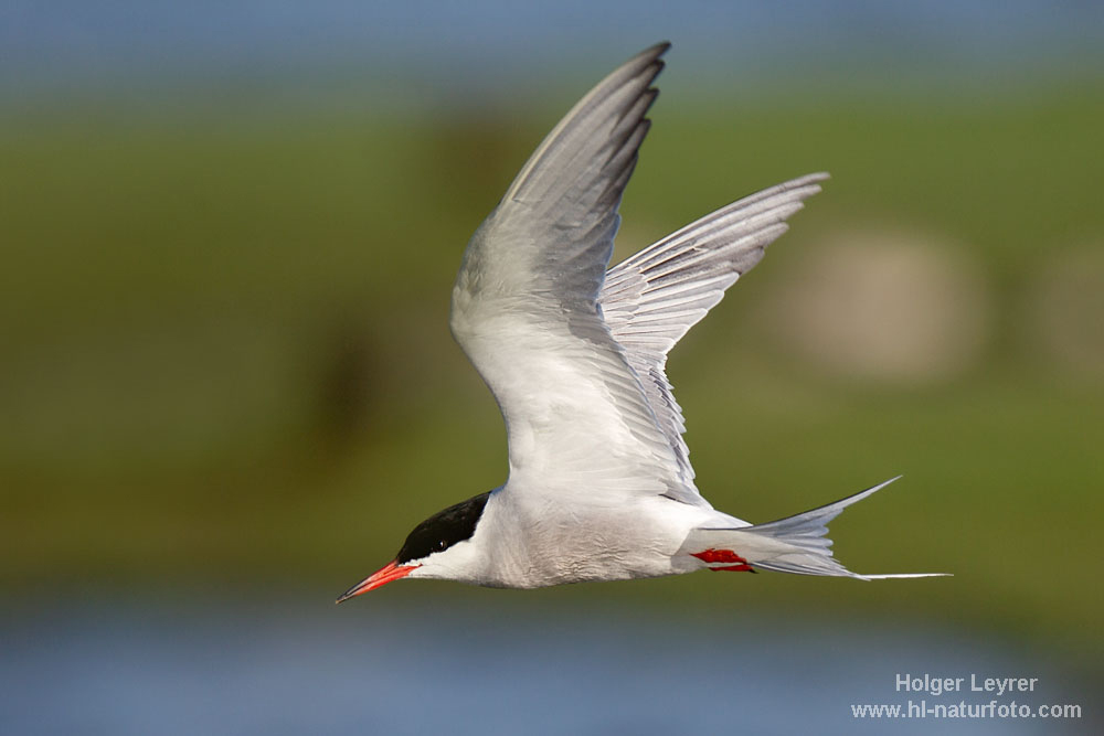 Sterna_hirundo_0280.jpg