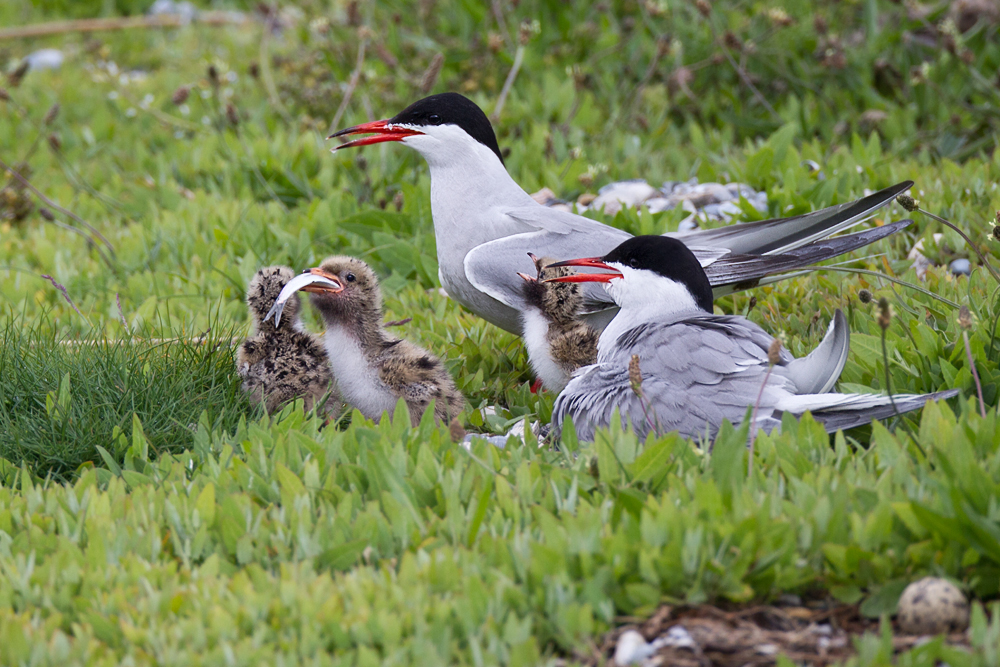 Sterna_hirundo_0353.jpg