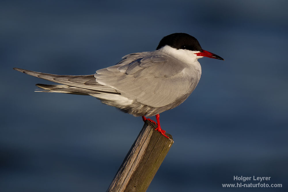 Sterna_hirundo_0413.jpg