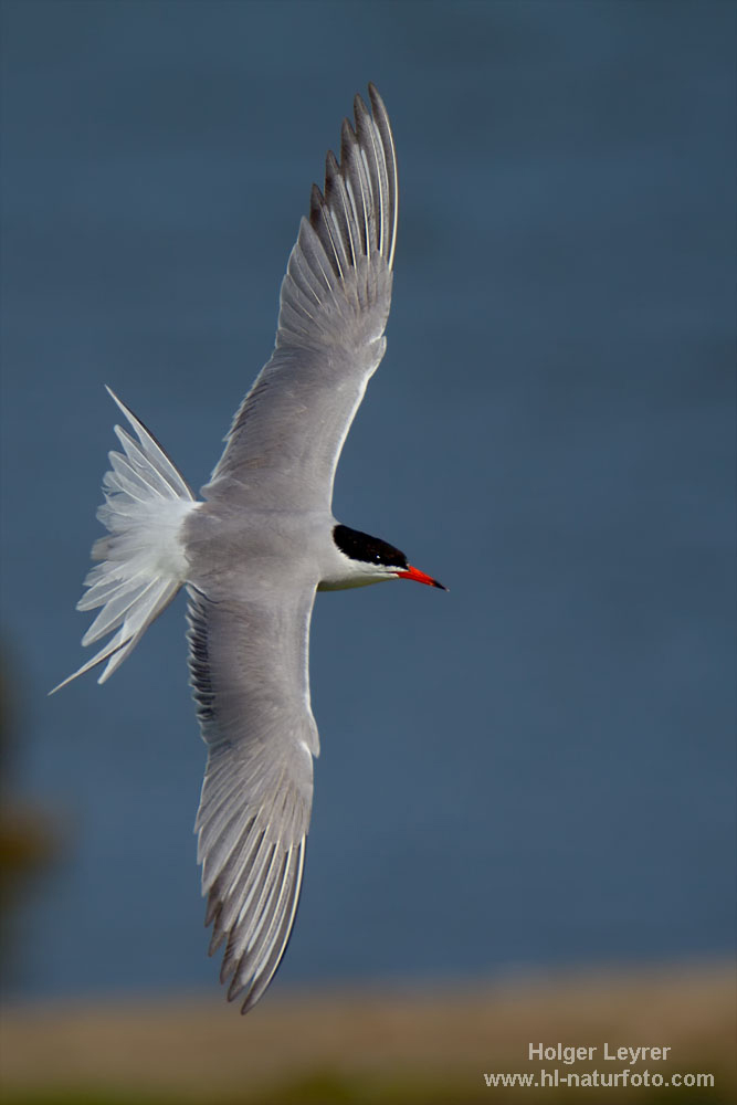 Sterna_hirundo_0417.jpg