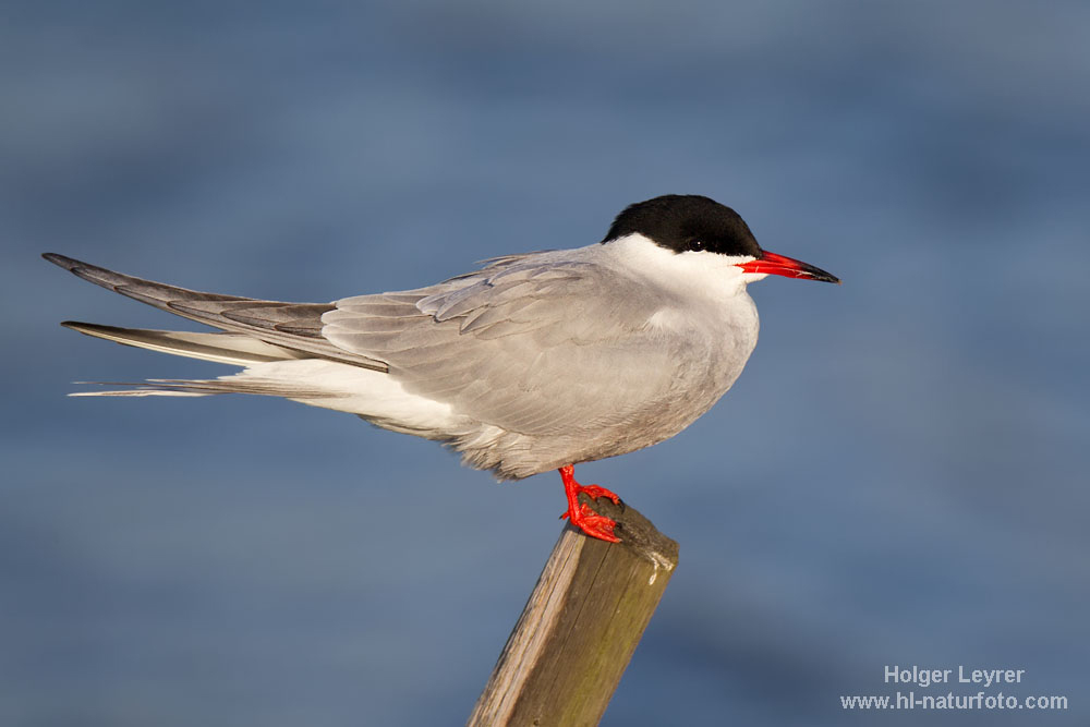 Sterna_hirundo_0456.jpg