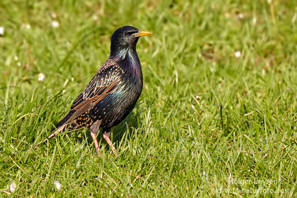 Sturnus_vulgaris_0053.jpg