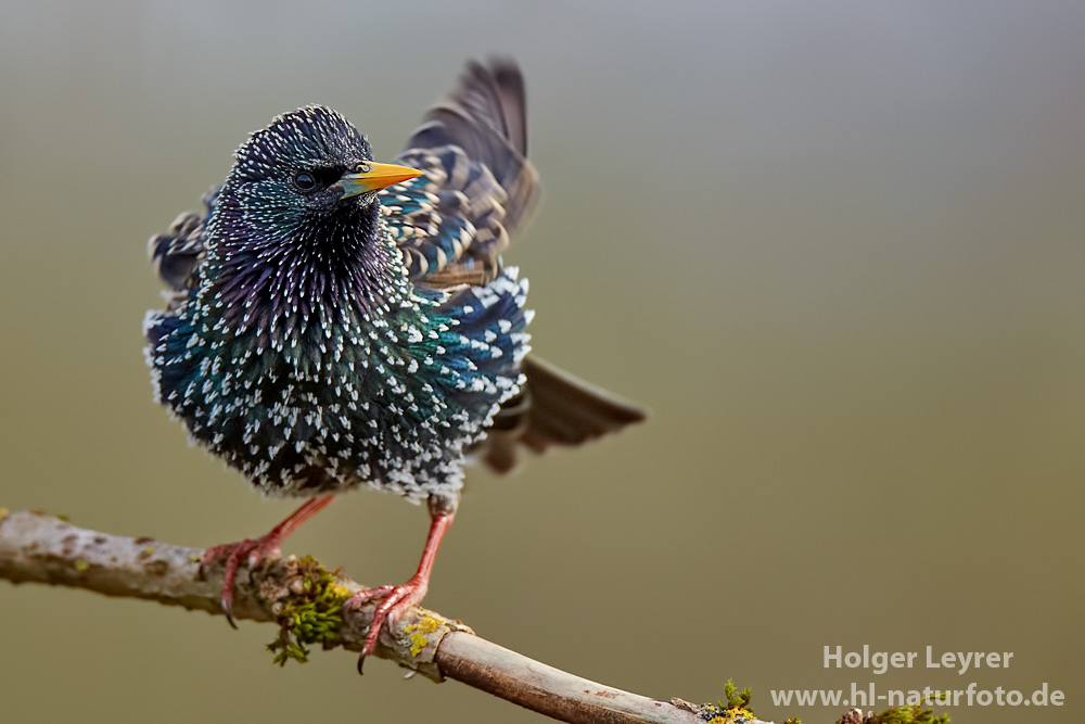 Sturnus_vulgaris_0065.jpg