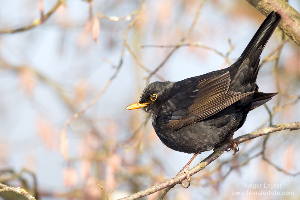 Turdus_merula_0043.jpg