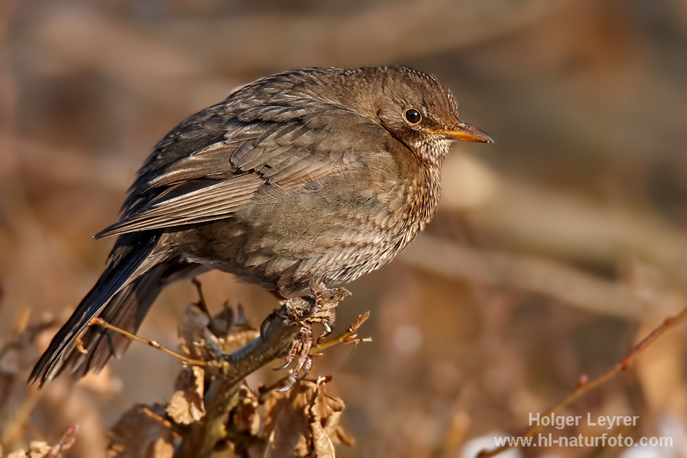 Turdus_merula_0051.jpg