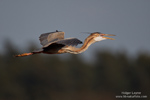 2013 Purple Heron