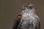 Eurasian Sparrowhawk