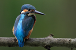 Common Kingfisher