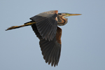 Purple Heron