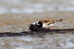 Ruddy Turnstone