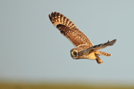 Short-eared Owl