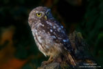 Little Owl