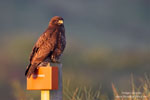 Common Buzzard