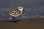 Sanderling