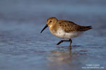 Dunlin