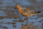 Red Knot