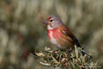 Linnet