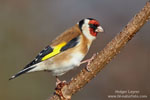 European Goldfinch