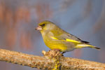 European Greenfinch