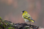 Eurasian Siskin