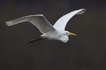 Great White Egret