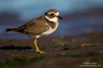 Plover-like waders