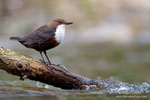 White Throated Dipper