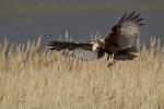 Western Marsh harrier