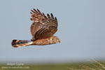 Hen Harrier